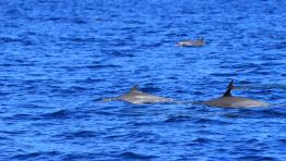 1/2 day dolphins - Motor Boat