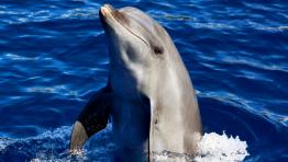 Dolphins on Catamaran - 1 full day