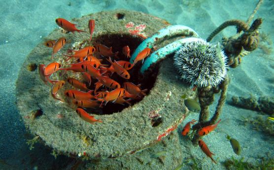5 scuba dives Martinique (Fishes and white sea urchin)