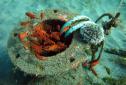 5 scuba dives Martinique (Fishes and white sea urchin)