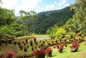 Jardin en Martinique.jpg
