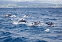 Sortie dauphins Martinique.jpg
