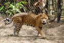 Le zoo de Martinique, Ulysse le Jaguar